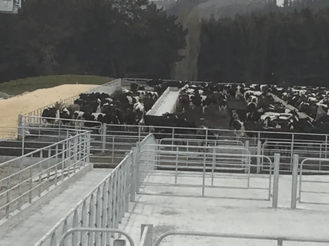 Galvanised steel stockyard rails and gates on a concrete yard, with a herd of black and white dairy cows held in the pens behind
