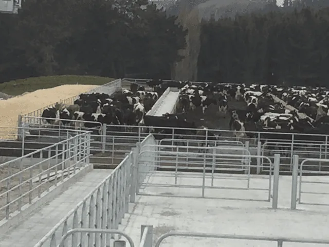 Galvanised steel stockyard rails and gates on a concrete yard, with a herd of black and white dairy cows held in the pens behind